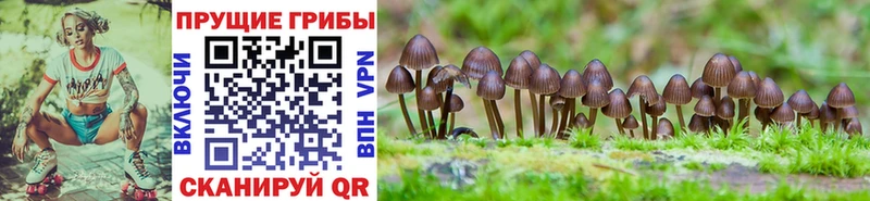 Галлюциногенные грибы GOLDEN TEACHER  сколько стоит  Мценск 